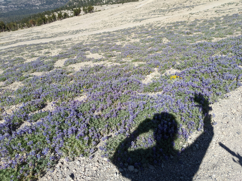 Lupin Flowers on Off the Top Trail at the Mammoth Mountain Bike Park